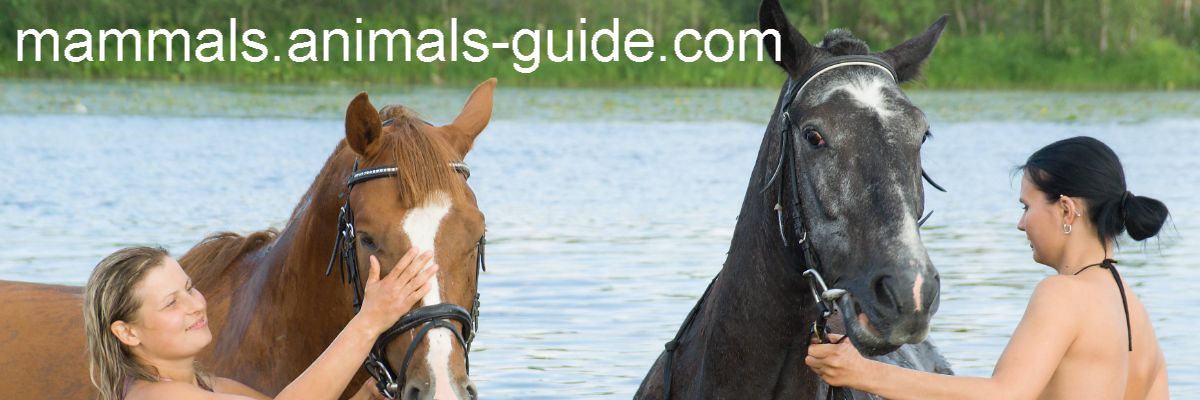 mammals.animals-guide.com